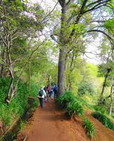 Levada-Wanderung Serra do Faial bei Camacha