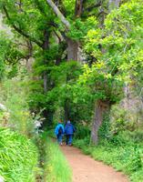 Wandern unter uralten Bäumen