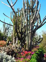 Kakteen im Botanischen Garten