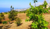 Blick von der Quinta do Palheiro auf Funchal