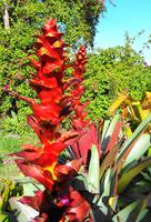 Der schönste Garten Madeiras - Die Quinta do Palheiro I