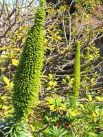 Der schönste Garten Madeiras - Die Quinta do Palheiro II
