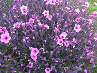 Der schönste Garten Madeiras - Die Quinta do Palheiro III