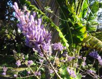 Der schönste Garten Madeiras - Die Quinta do Palheiro