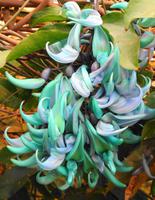 Die seltenste der Orchideen in der Sammlung