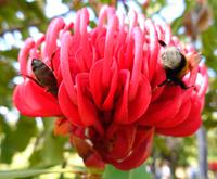 Doppelte Bestäubung