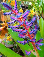 Im Orchideengarten Quinta da Boa Vista I