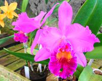 Im Orchideengarten Quinta da Boa Vista II