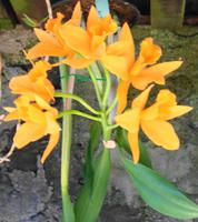 Im Orchideengarten Quinta da Boa Vista IV