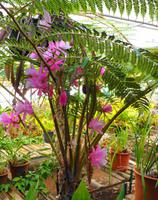 Im Orchideengarten Quinta da Boa Vista IX