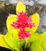 Im Orchideengarten Quinta da Boa Vista VI