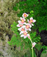 Im Orchideengarten Quinta da Boa Vista VII