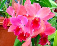 Im Orchideengarten Quinta da Boa Vista VIII