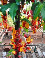 Im Orchideengarten Quinta da Boa Vista X