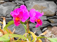 Im Orchideengarten Quinta da Boa Vista XI