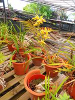 Im Orchideengarten Quinta da Boa Vista XII