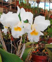 Im Orchideengarten Quinta da Boa Vista XIII