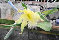 Im Orchideengarten Quinta da Boa Vista XIX