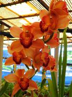 Im Orchideengarten Quinta da Boa Vista XV