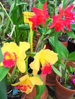 Im Orchideengarten Quinta da Boa Vista XVIII