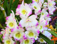 Im Orchideengarten Quinta da Boa Vista