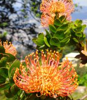Protea III