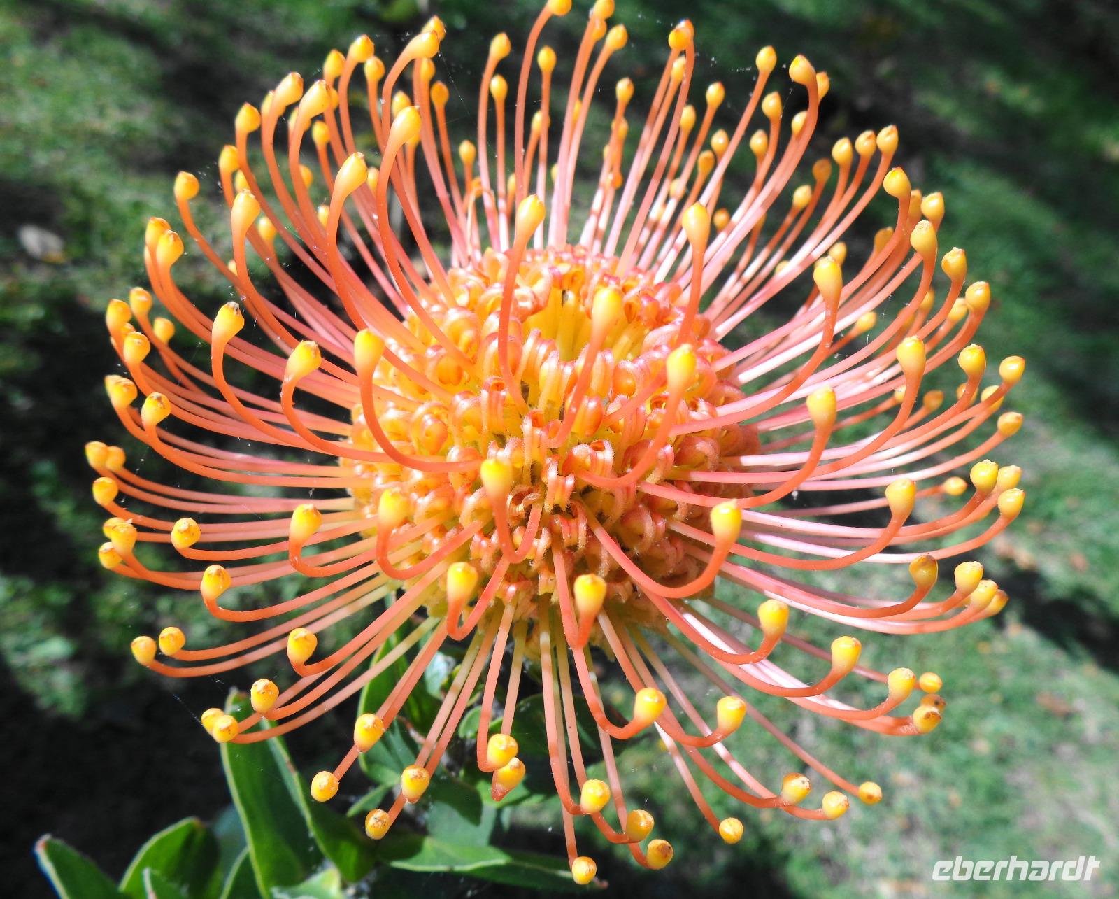 Protea