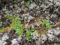 Flora auf der Hochebene