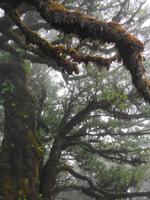 Nebel und Regen auf der Hochebenene Paúl da Serra