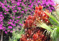 In Marias Kräutergarten