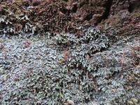 15-Felsen bei Ribeiro Frio