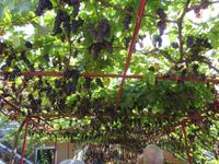 53-Weinlese Estreito de Camara Lobos