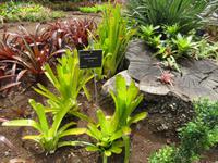 70-Botanischer Garten Funchal