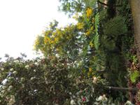 71-Botanischer Garten Funchal2