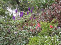 75-Botanischer Garten Funchal3