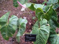 78-Anthurium Andraeanum