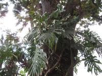 82-Botanischer Garten Funchal7