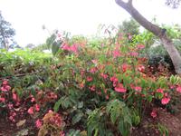 83-Botanischer Garten Funchal8