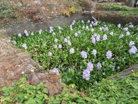 84-Botanischer Garten Funchal9