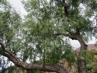 85-Botanischer Garten