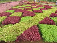 88-Botanischer Garten von Funchal