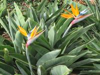 93-Strelitzien im Botanischen Garten