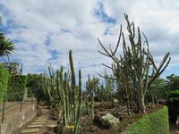 94-Kakteen im Botanischen Garten