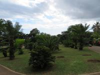 95-Palmen im Botanischen Garten