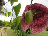 97-Botanischer Garten