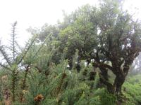 109-Hochebene Paul da Serra