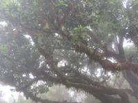 111-Botanik im Naturschutzgebiet Paul da Serra