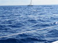 138-Grindwal im Atlanik