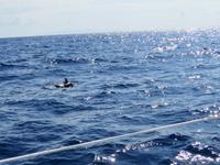 139-Großer Tümmler