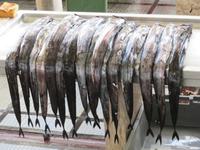 164-Degenfisch in der Markthalle